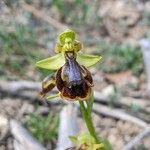Ophrys × chobautii