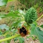 Datura stramonium Плод