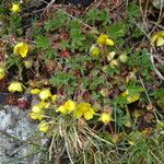 Potentilla pyrenaica Habit
