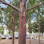 Eucalyptus robusta Egyéb