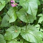 Rumex arifolius Leaf