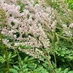 Astilbe chinensisᱵᱟᱦᱟ