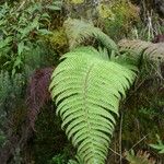 Polystichum ammifolium Frunză