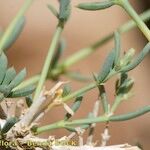 Gymnocarpos decander Bark