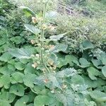 Scrophularia sambucifolia Lorea
