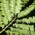 Zapoteca tetragona List