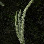 Schoenocaulon officinale Flower