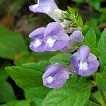 Scutellaria incana Flor