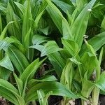 Crinum moorei Leaf