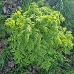 Chaerophyllum aureum 整株植物