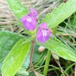 Galeopsis ladanum Flower