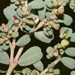 Euphorbia glaucophylla Other