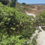 Juniperus macrocarpa Blad