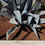 Agave americanaDeilen