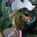 Paphiopedilum insigne Λουλούδι