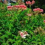 Pelargonium graveolens Flor