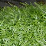 Callitriche hamulata Leaf