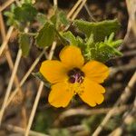 Pavonia burchellii Цвят