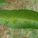 Ardisia elliptica Lehti