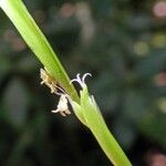 Pharus virescens പുറംതൊലി