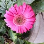 Gerbera jamesoniiŽiedas