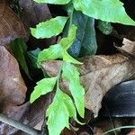 Polystichum hookerianum Leaf