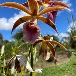 Calanthe tankervilleae Flor