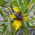 Encelia californica Flors