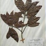 Dodecadenia grandiflora Diğer