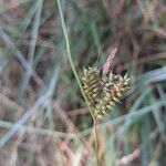 Carex punctata Fruitua