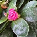 Rhododendron indicum Cvet