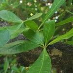 Crescentia alata Feuille