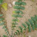 Brassica tournefortii Leaf