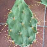 Opuntia dillenii Leaf