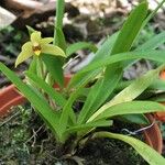 Maxillaria brachybulbon Агульны выгляд