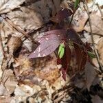 Euonymus americanus 葉