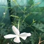 Jasminum grandiflorum Floare
