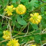 Trifolium aureum Flors