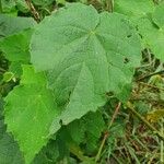 Abutilon mauritianum Folla