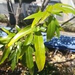 Arthroclianthus angustifolius Leaf