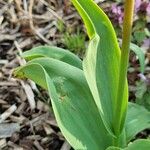 Tulipa agenensis ഇല