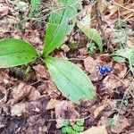 Clintonia borealis Habit