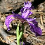 Iris hartwegii Blomst