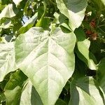 Croton urucurana Leaf