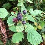 Rubus occidentalis Fruit