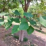 Gmelina arborea Leaf