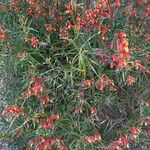 Lobelia laxiflora Flower