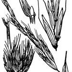 Helictochloa pratensis Άλλα