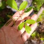 Searsia longipes Leaf