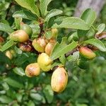 Rhamnus saxatilis Fruchs